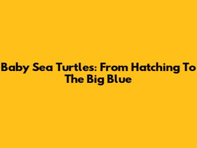 Baby Sea Turtles: From Hatching To The Big Blue