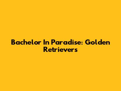 Bachelor In Paradise: Golden Retrievers