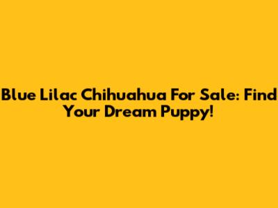 Blue Lilac Chihuahua For Sale: Find Your Dream Puppy!