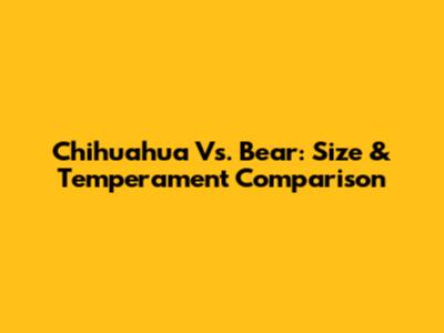 Chihuahua Vs. Bear: Size & Temperament Comparison