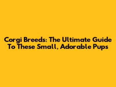 Corgi Breeds: The Ultimate Guide To These Small, Adorable Pups