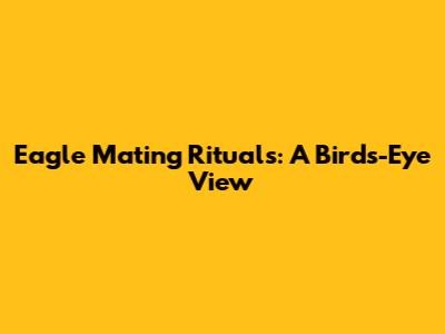 Eagle Mating Rituals: A Bird's-Eye View