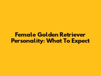 Female Golden Retriever Personality: What To Expect
