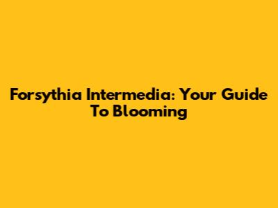 Forsythia Intermedia: Your Guide To Blooming