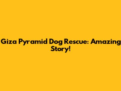 Giza Pyramid Dog Rescue: Amazing Story!