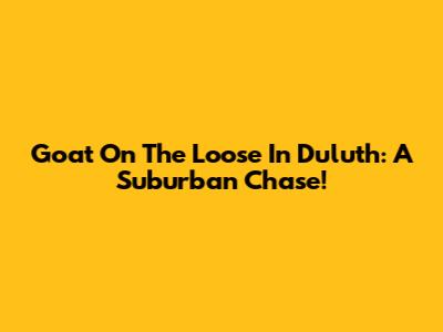 Goat On The Loose In Duluth: A Suburban Chase!