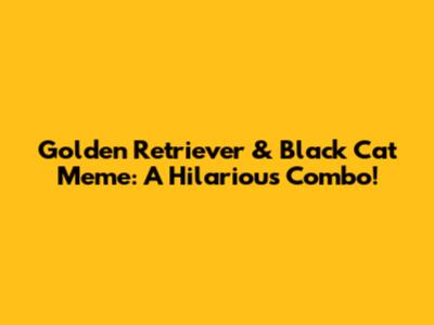 Golden Retriever & Black Cat Meme: A Hilarious Combo!