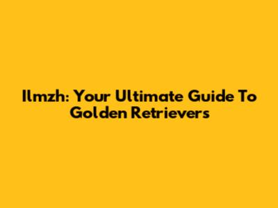 Ilmzh: Your Ultimate Guide To Golden Retrievers
