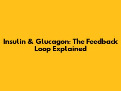 Insulin & Glucagon: The Feedback Loop Explained