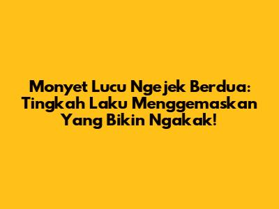Monyet Lucu Ngejek Berdua: Tingkah Laku Menggemaskan Yang Bikin Ngakak!