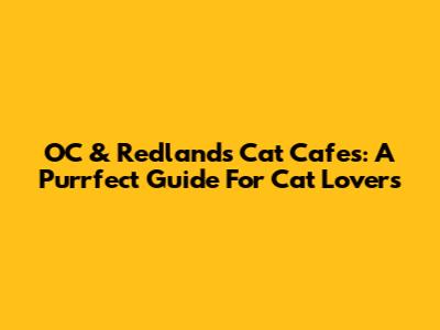 OC & Redlands Cat Cafes: A Purrfect Guide For Cat Lovers