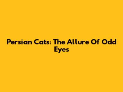 Persian Cats: The Allure Of Odd Eyes