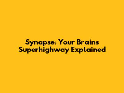 Synapse: Your Brain's Superhighway Explained